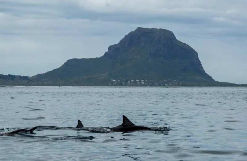 Pozorovanie delfínov a veľrýb