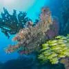 Sun Siyam Vilu Reef (ex. Sun Aqua Vilu Reef) 5*