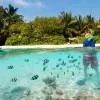 Snorkeling and Diving
