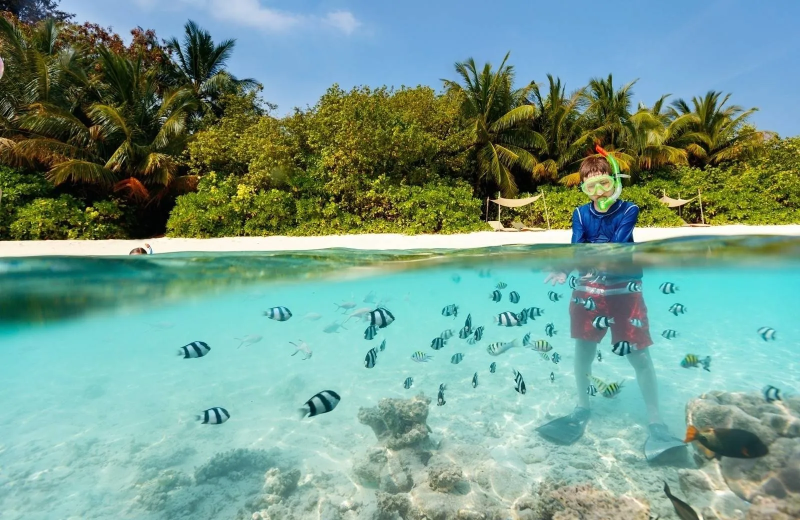 Snorkeling and Diving