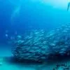 Snorkeling and Diving