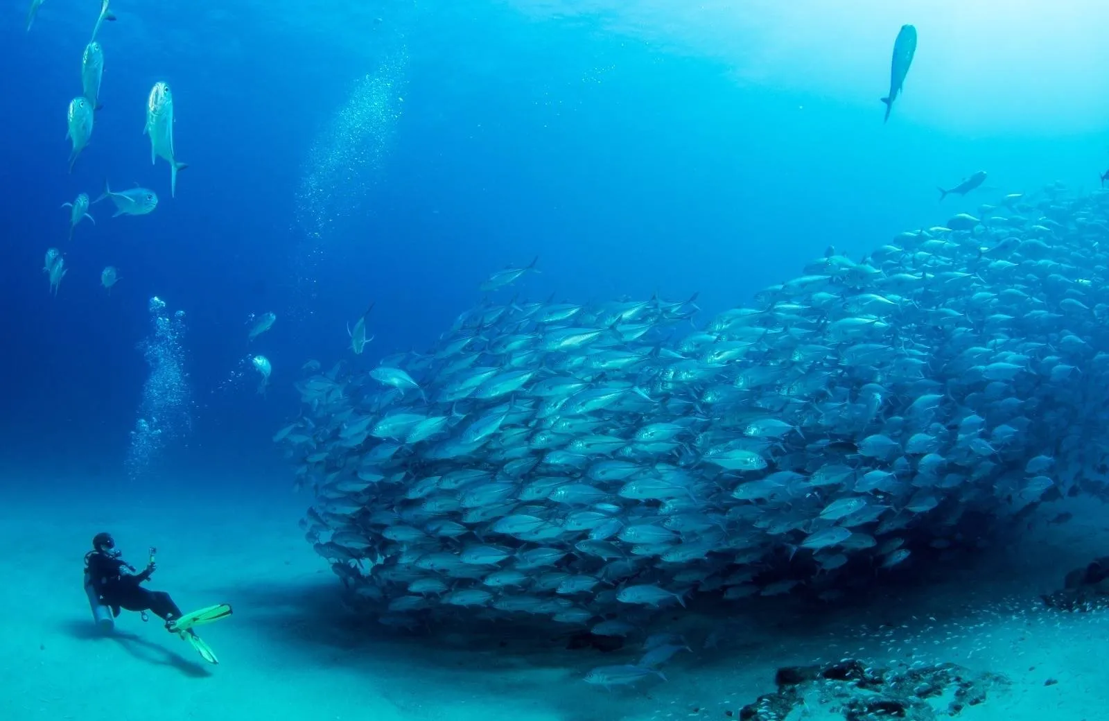 Snorkeling and Diving