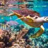 Snorkeling and Diving