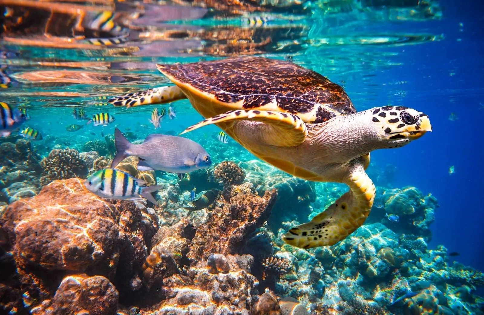 Snorkeling and Diving