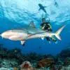 Snorkeling and Diving