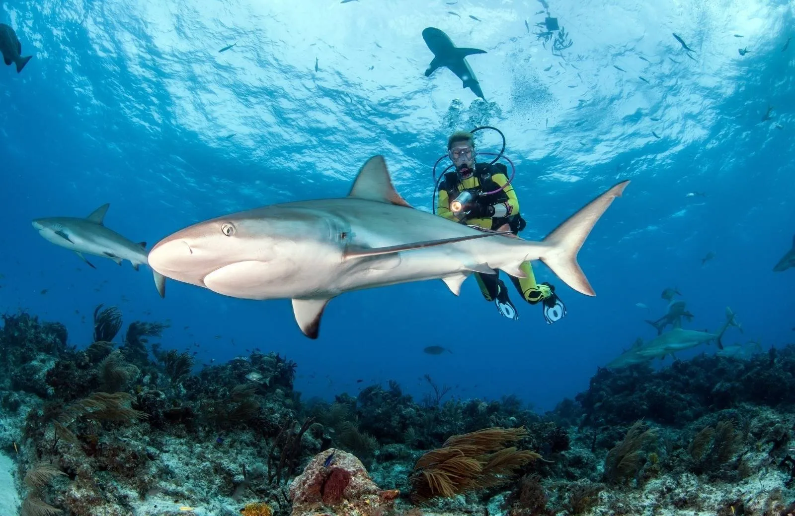 Snorkeling and Diving