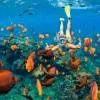 Snorkeling and Diving