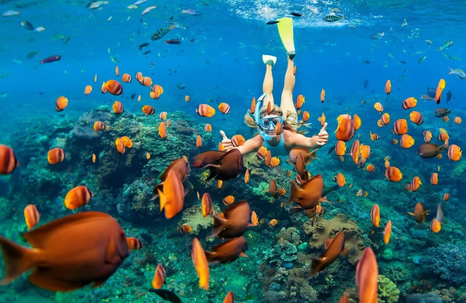 Snorkeling and Diving