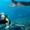 Snorkeling and Diving