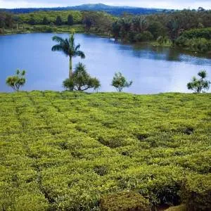 Tea Route