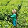 Tea Route