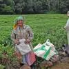 Tea Route