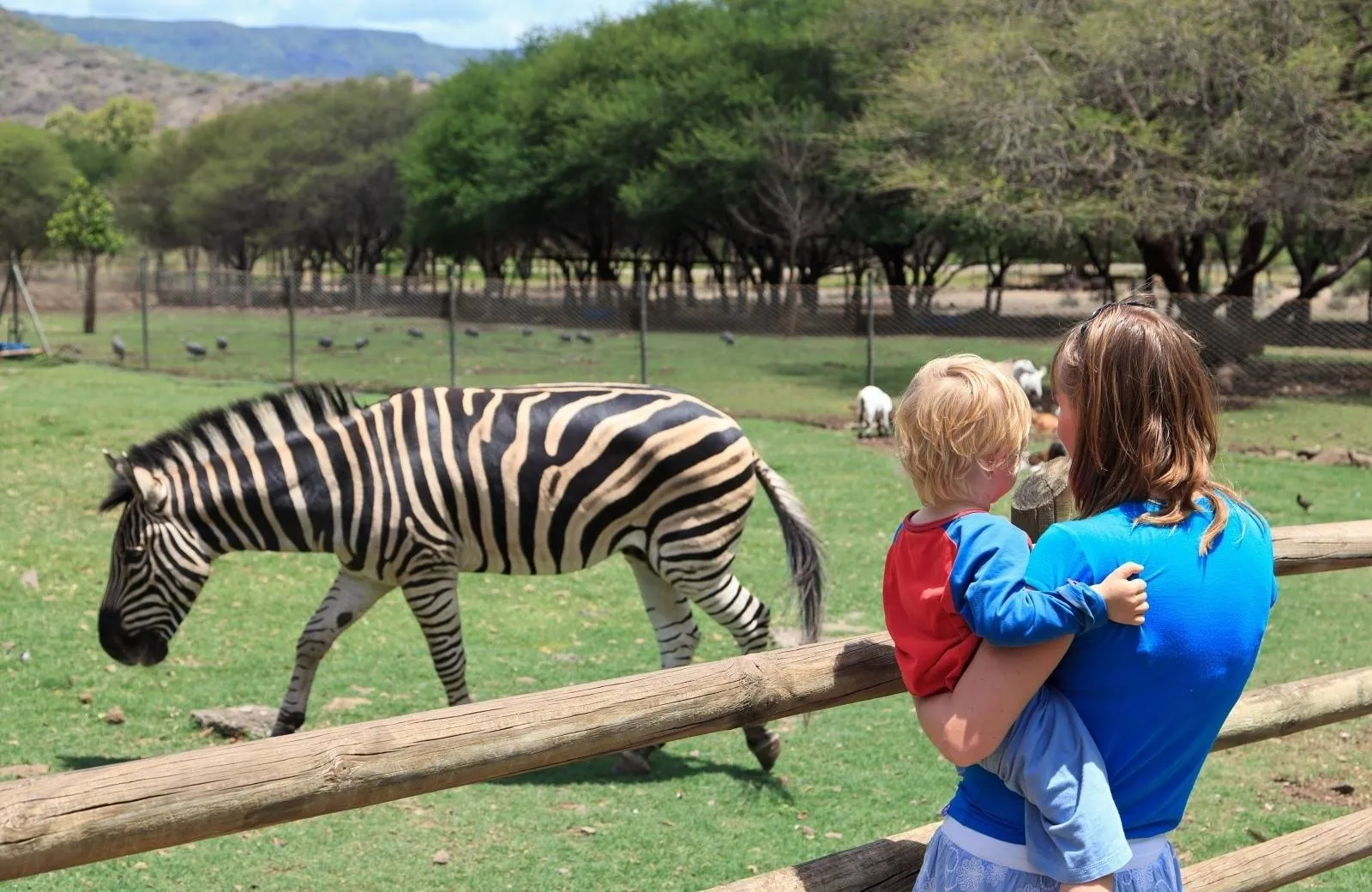 Západní okruh -barevní Mauricius