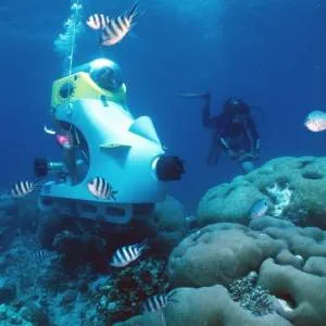 Blue Safari