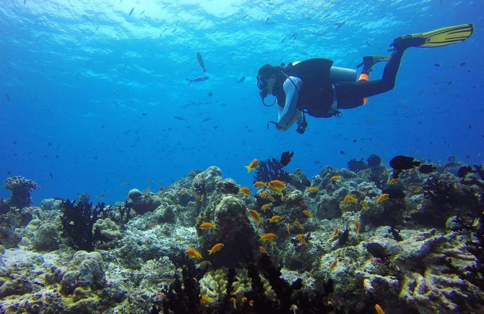 Diving and Snorkeling
