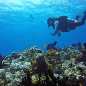 Potápanie a šnorchlovanie