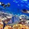 Diving and Snorkeling