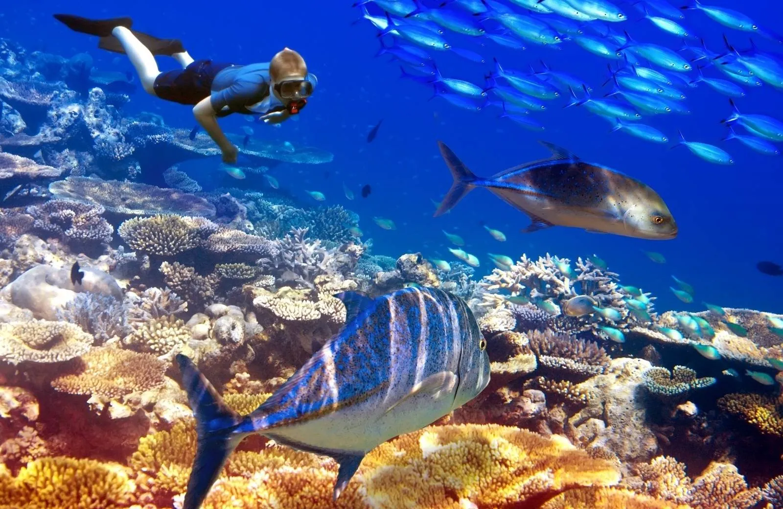 Diving and Snorkeling