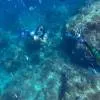 Diving and Snorkeling