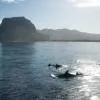 Dolphin and Whale Watching