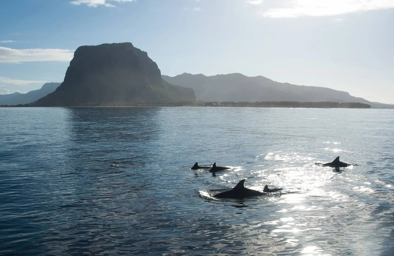 Dolphin and Whale Watching