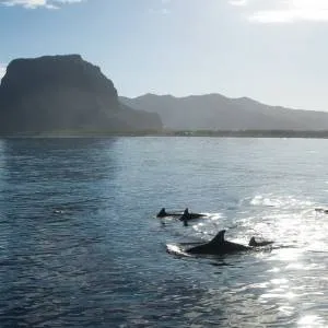 Pozorovanie delfínov a veľrýb