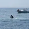 Dolphin and Whale Watching