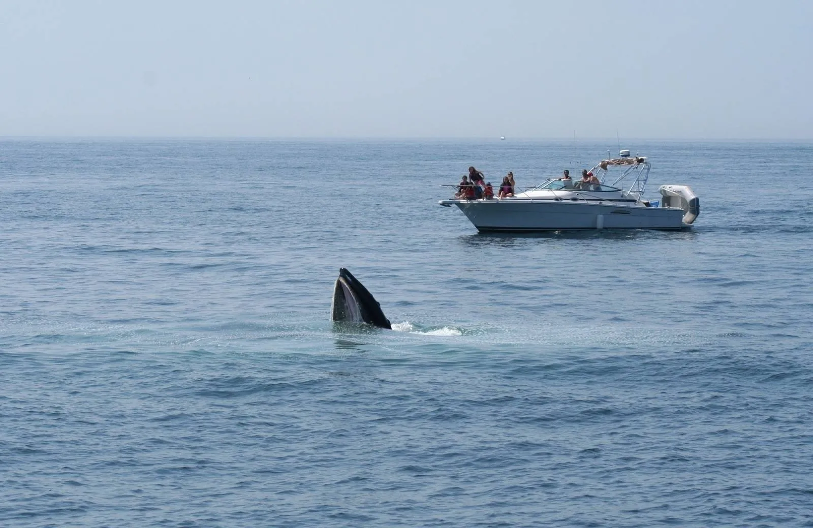 Pozorovanie delfínov a veľrýb