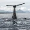 Dolphin and Whale Watching