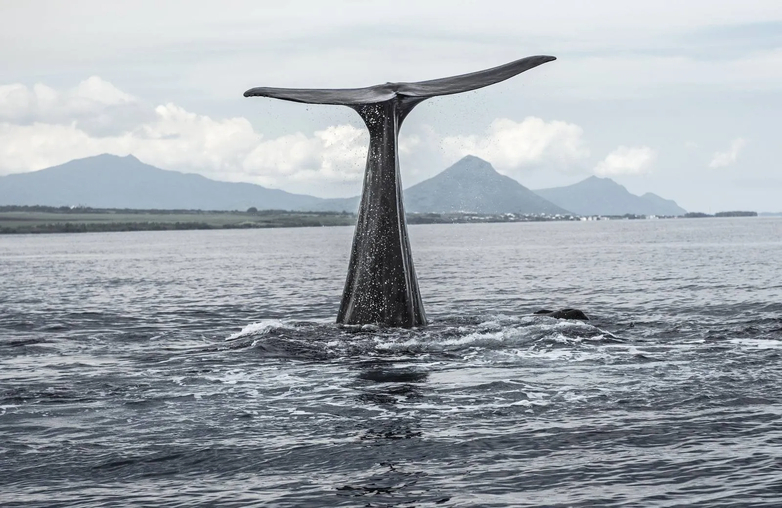 Dolphin and Whale Watching