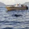 Dolphin and Whale Watching