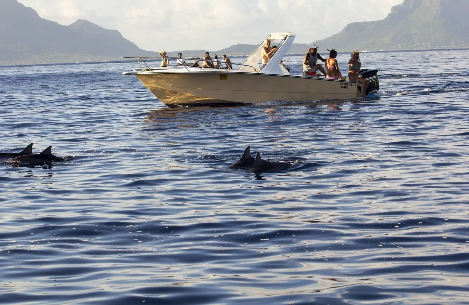 Dolphin and Whale Watching