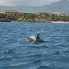 Dolphin and Whale Watching