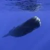 Dolphin and Whale Watching