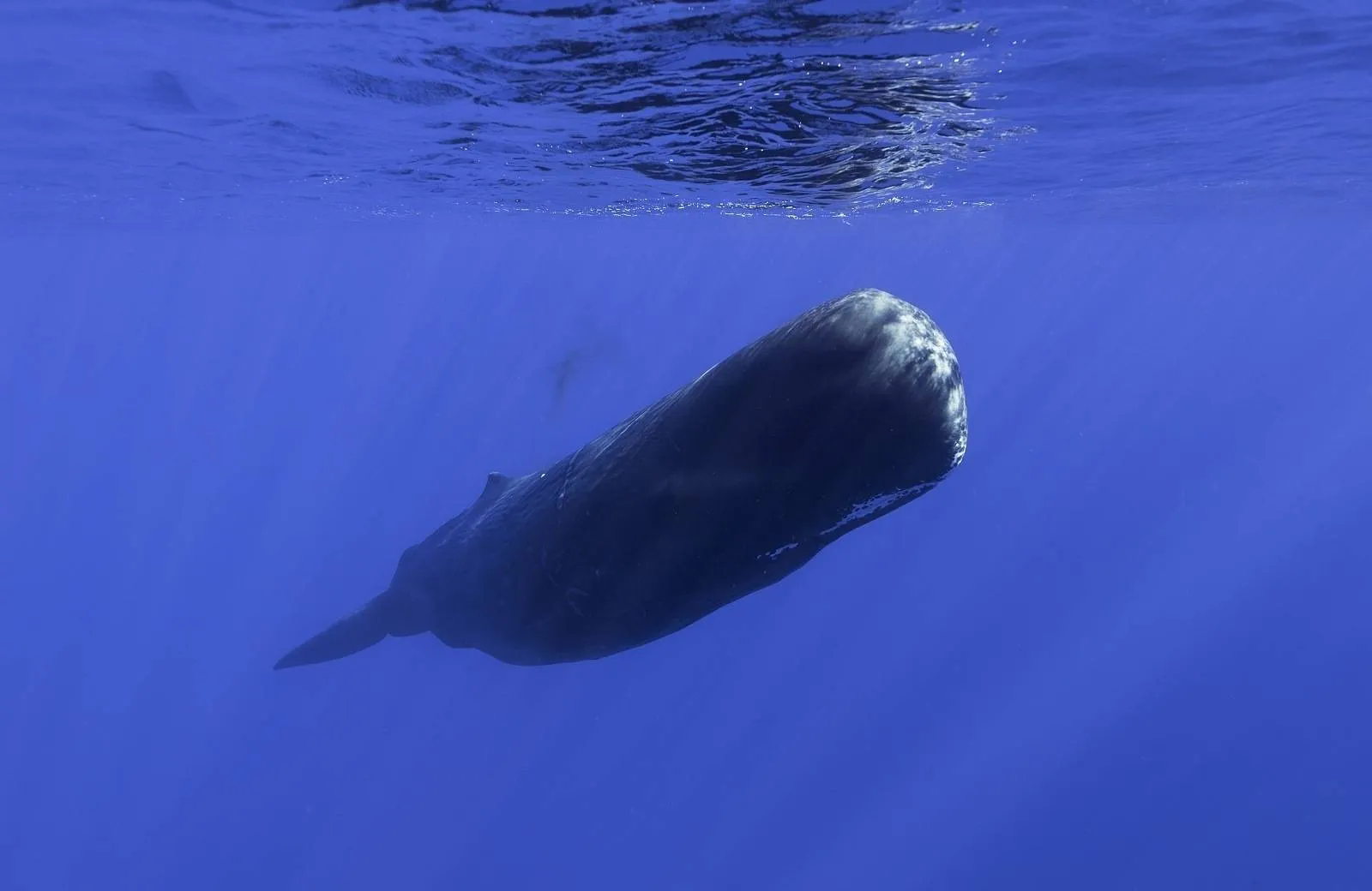 Dolphin and Whale Watching