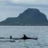 Dolphin and Whale Watching