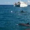 Dolphin and Whale Watching