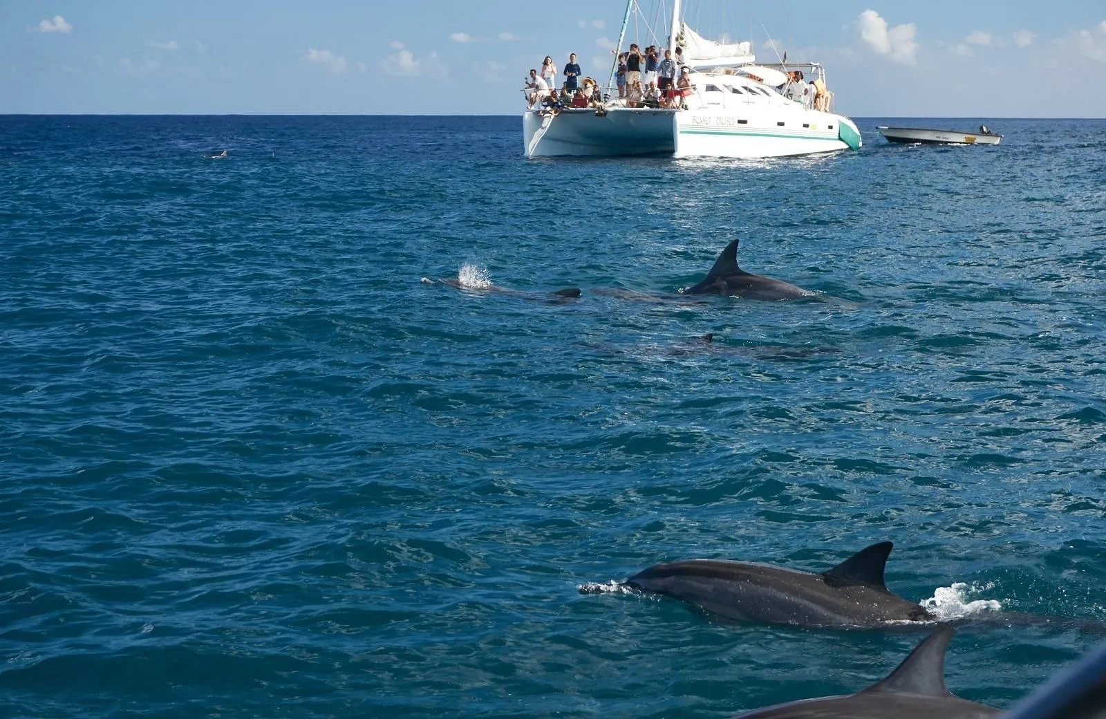 Dolphin and Whale Watching