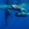 Dolphin and Whale Watching