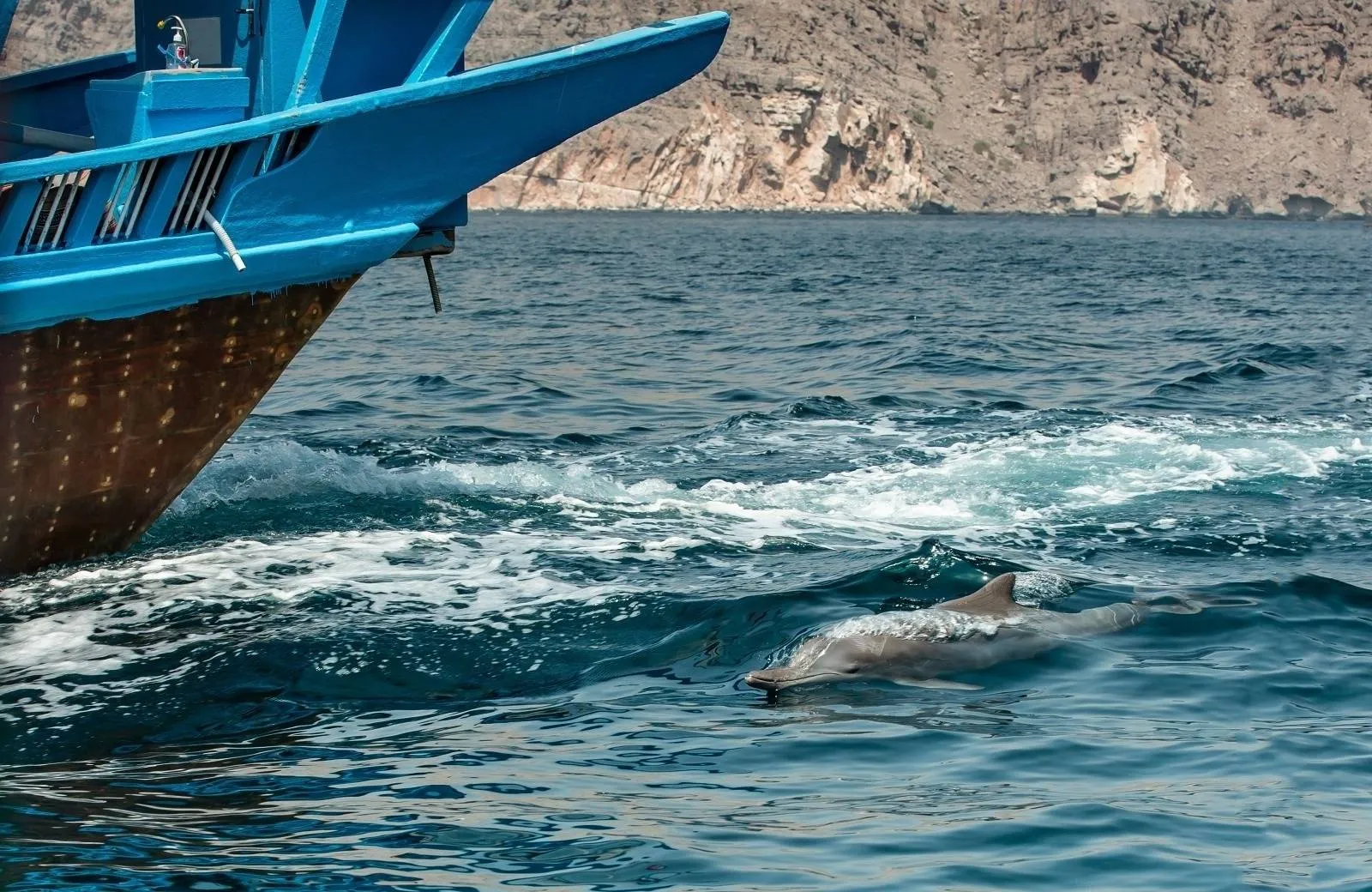 Musandam Cruise