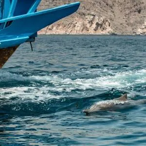 Musandam Cruise