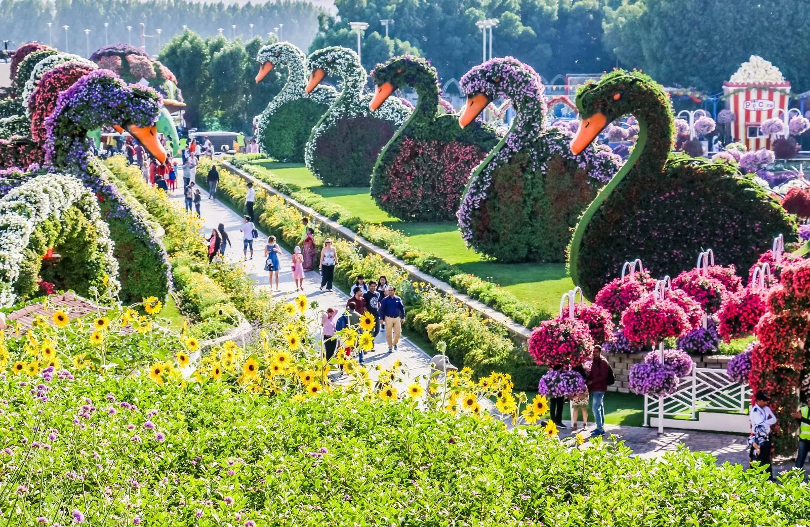 Dubai Miracle Garden