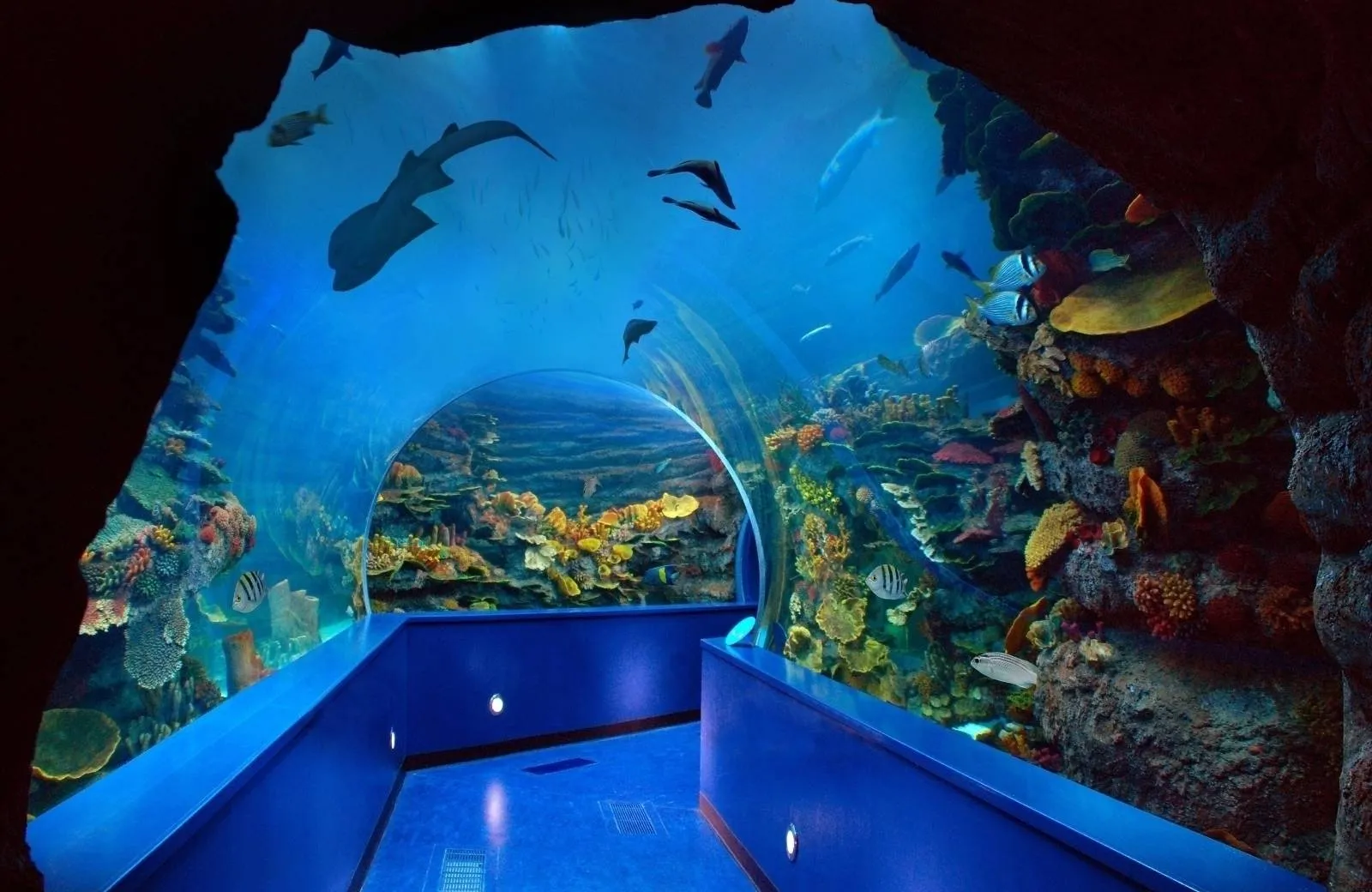 Sharjah Aquarium attraction, United Arab Emirates