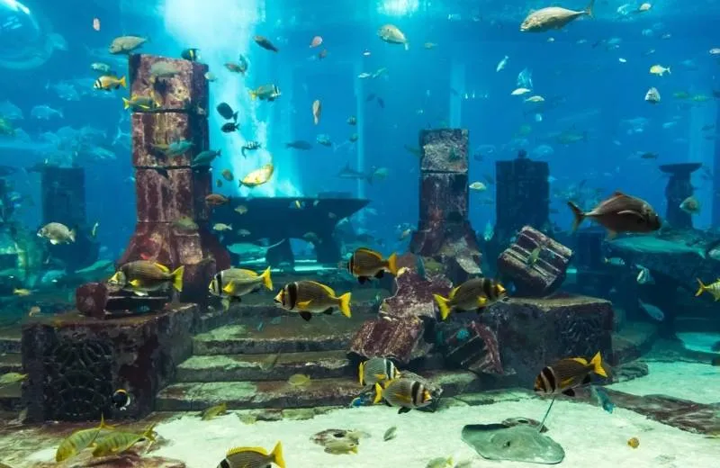 Atrakcia Sharjah Aquarium, Spojené Arabské Emiráty