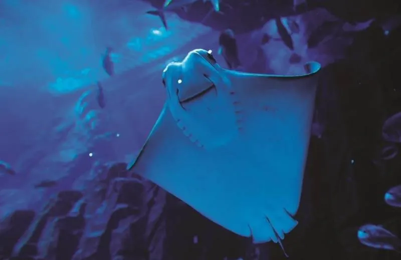 Atrakcia Sharjah Aquarium, Spojené Arabské Emiráty
