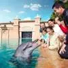 Dolphin Bay