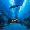 Dubai Aquarium & Water Zoo