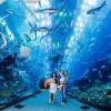 Dubai Aquarium & Water Zoo