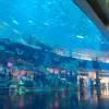 Dubai Aquarium & Water Zoo