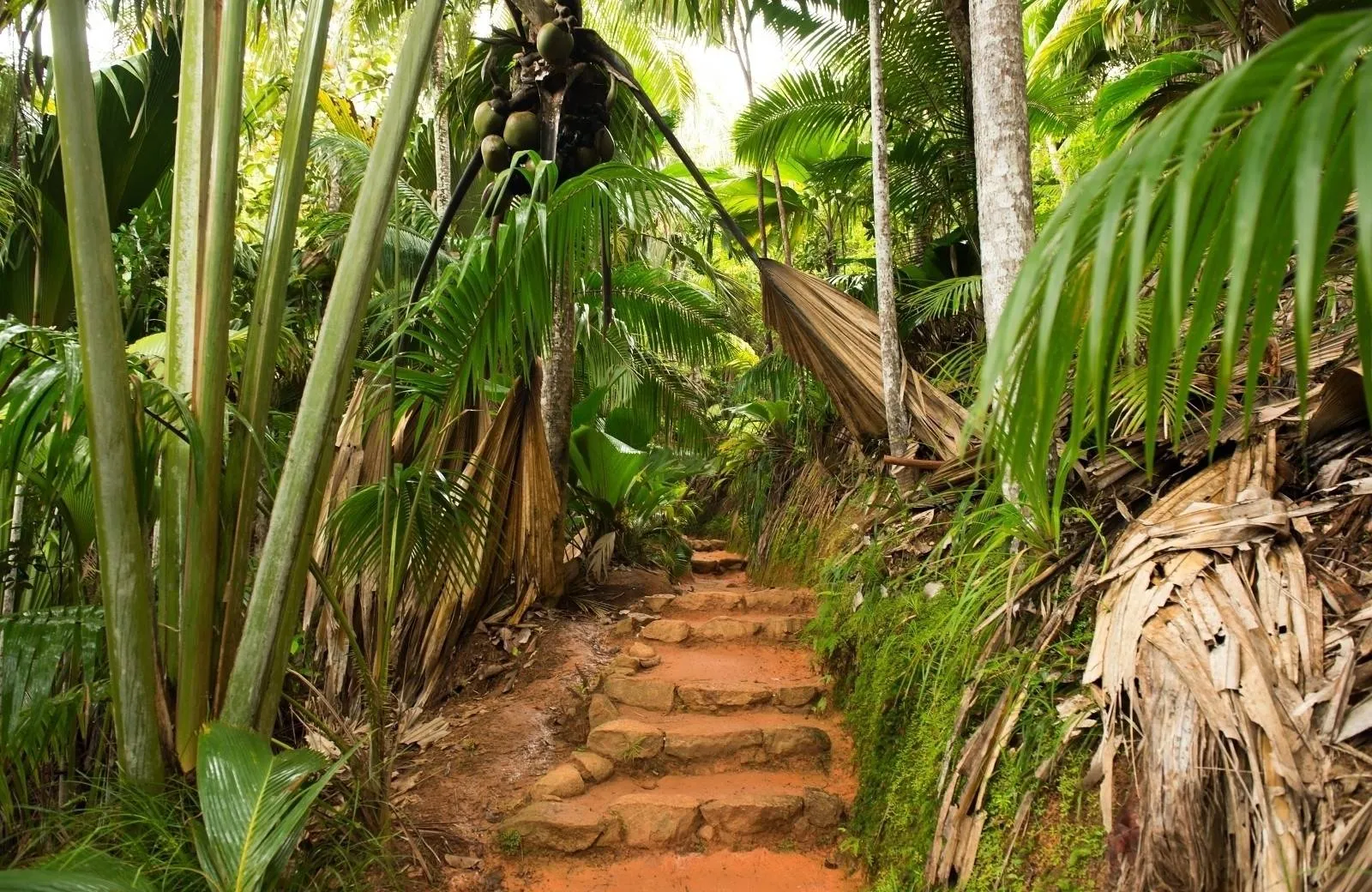 Vallée de Mai Nature Reserve